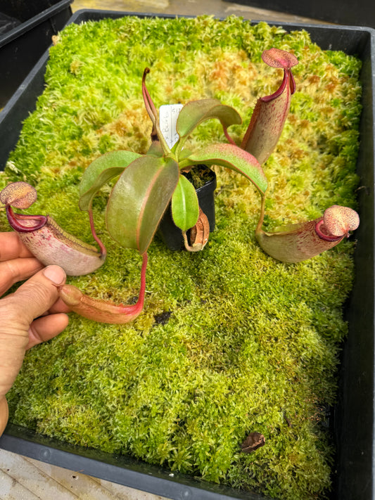 512.N. (veitchii x burbidgeae) x {[(Lowii x veitchii) x boschiana] x (lowii x truncata)} 65mm pot