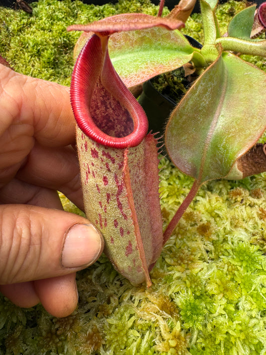 512.N. (veitchii x burbidgeae) x {[(Lowii x veitchii) x boschiana] x (lowii x truncata)} 65mm pot