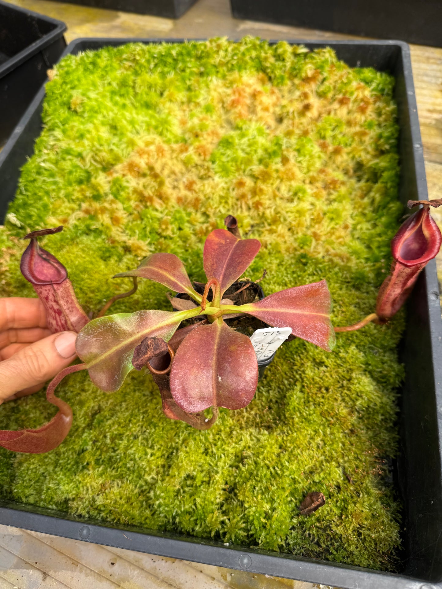 513.N.[(boschiana x fusca)x veitchii] x [(boschiana x fusca) x veitchii] 65mm pot
