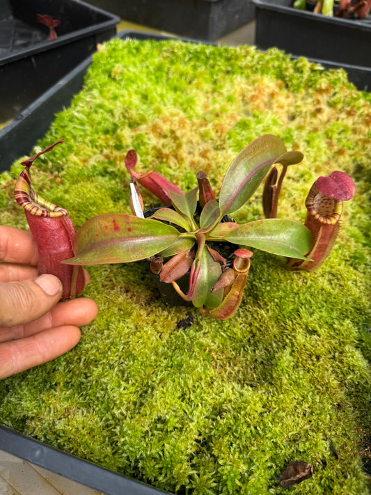 514.N.(eymae x veitchii) x Bookerensis 65mmpot