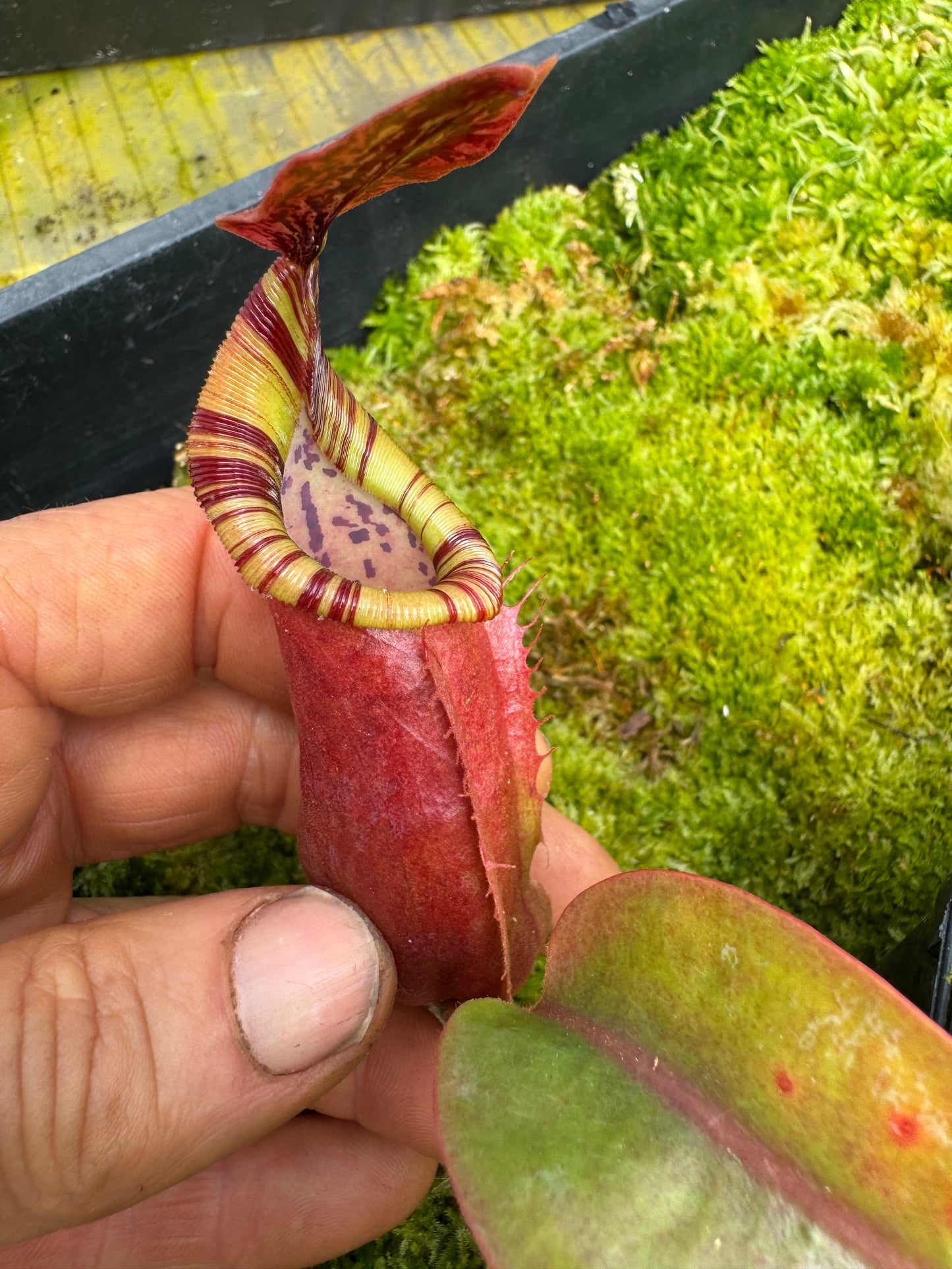 514.N.(eymae x veitchii) x Bookerensis 65mmpot