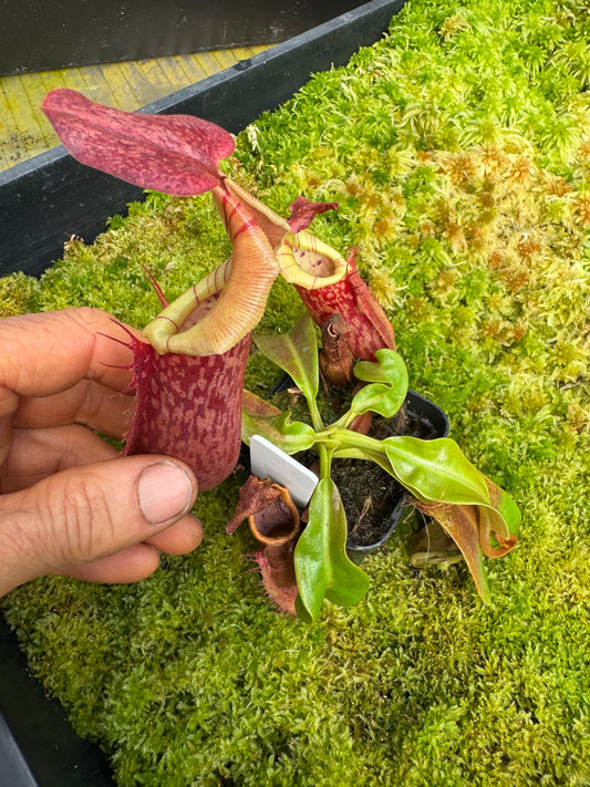 515.N.(eymae x veitchii) x Bookerensis 65mmpot