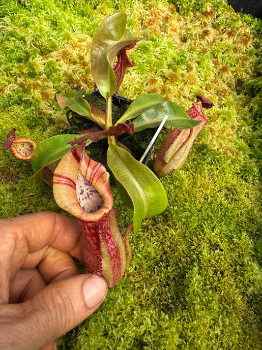 516.N.(eymae x veitchii) x Bookerensis 65mmpot