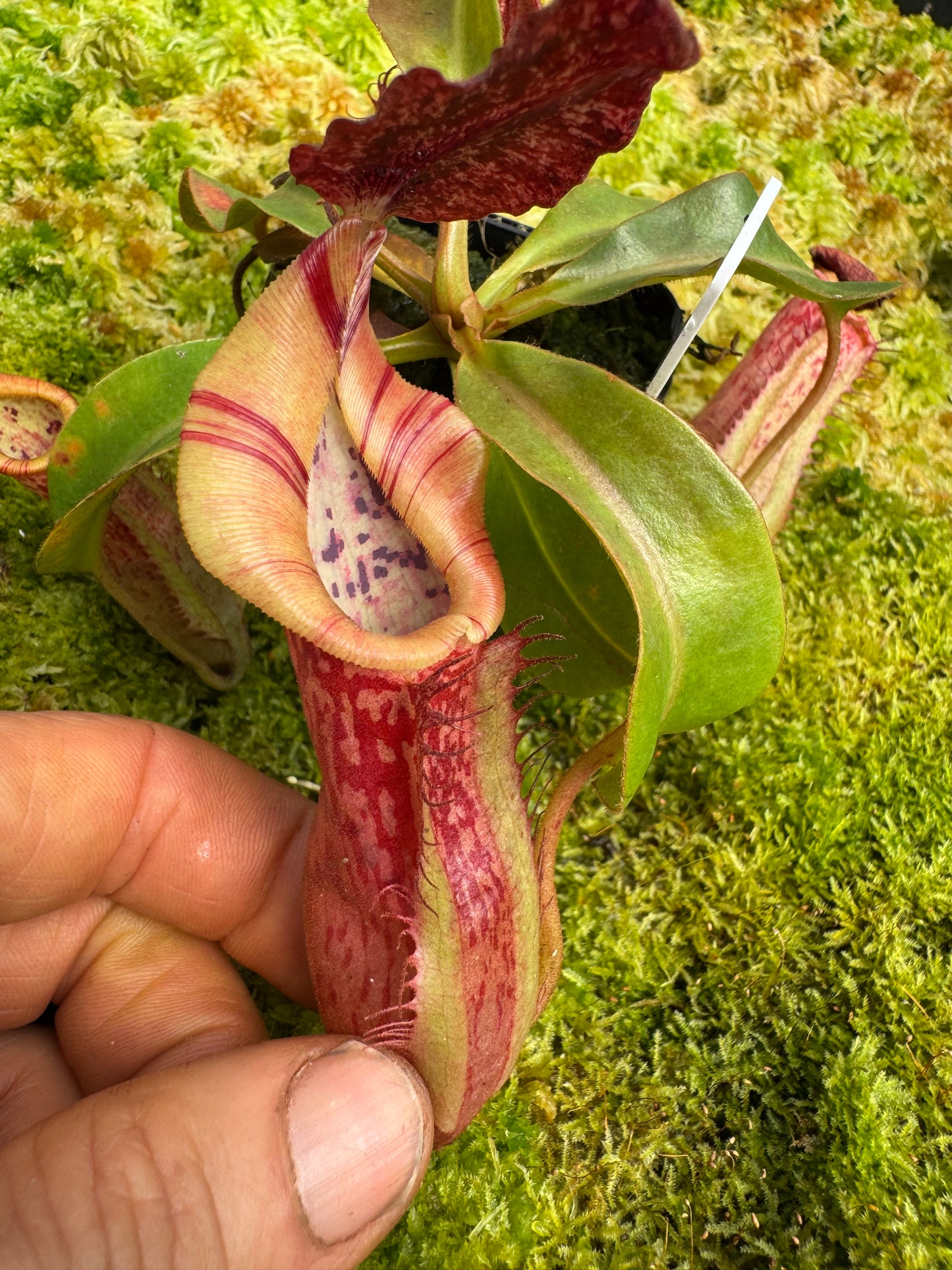 516.N.(eymae x veitchii) x Bookerensis 65mmpot