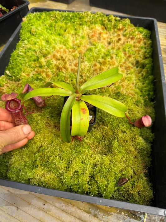 517.N.[(ventricosa x sibuyanensis) x burkei] x [(ventricosa x sibuyanensis) x burkei] 65mm poy