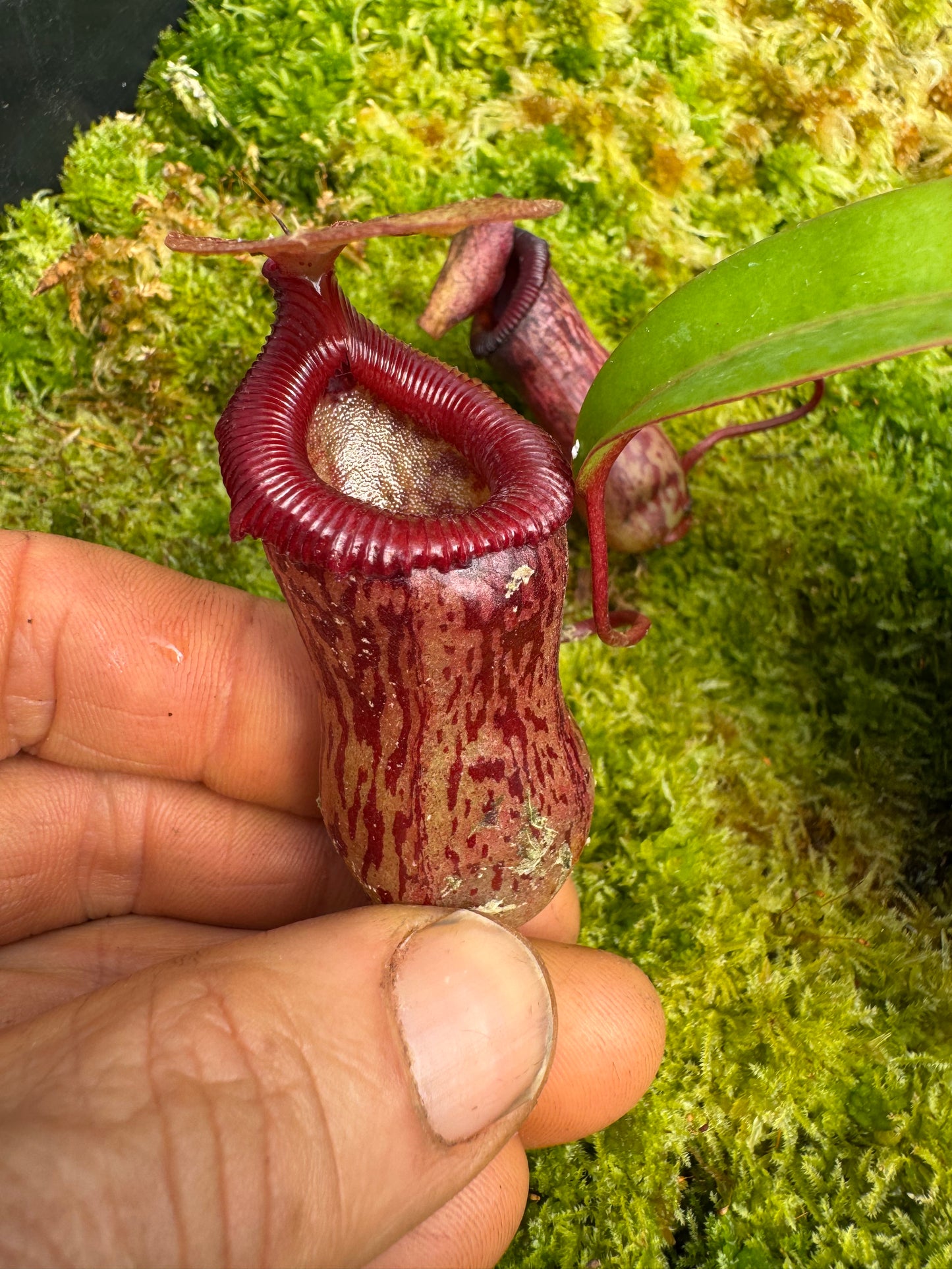 517.N.[(ventricosa x sibuyanensis) x burkei] x [(ventricosa x sibuyanensis) x burkei] 65mm poy