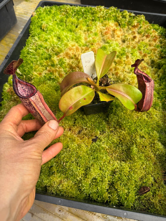 518.N. (veitchii x burbidgeae whitey) x [(lowii x boschiana) x veitchii sp] 65mm pot