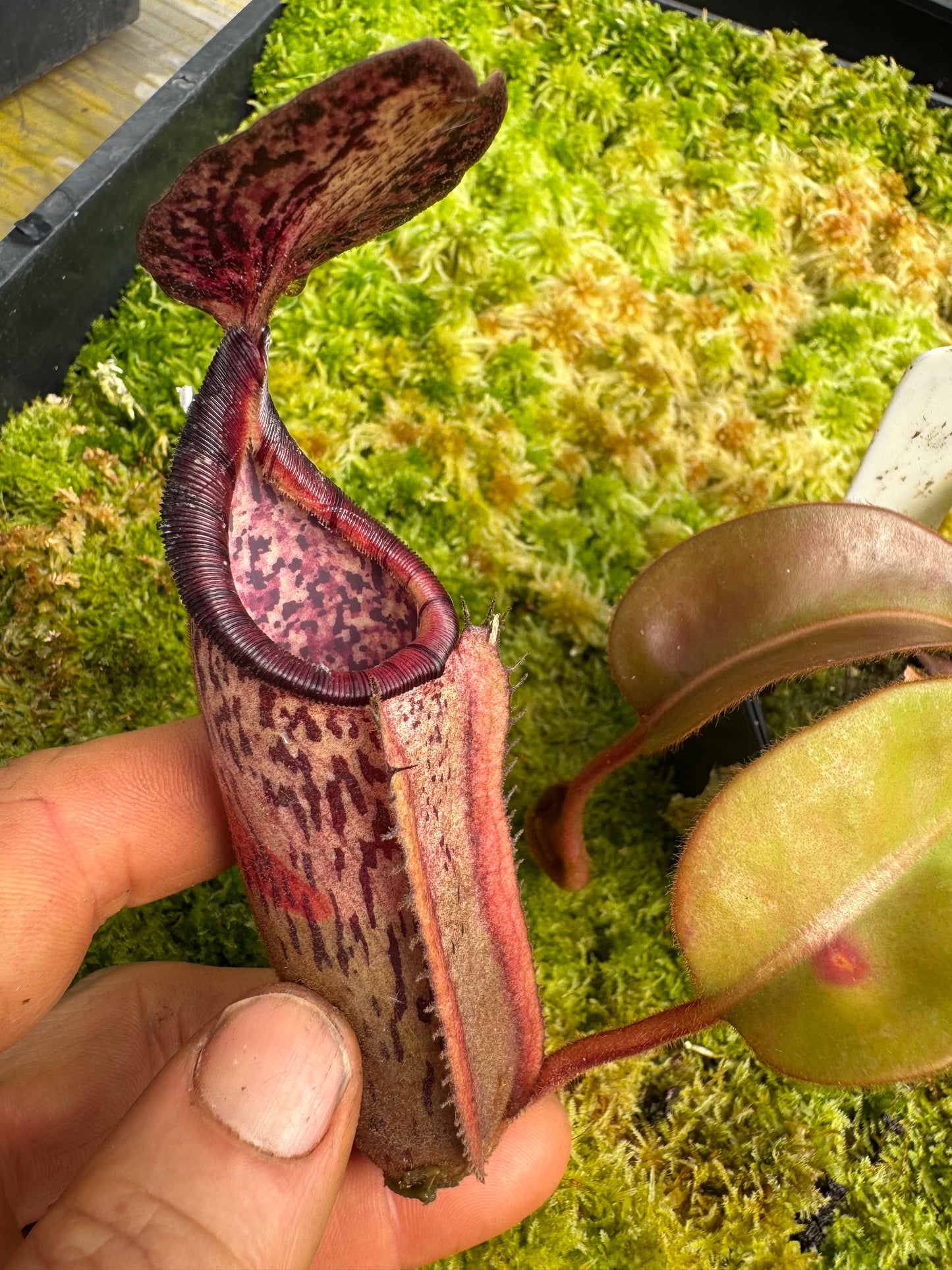 518.N. (veitchii x burbidgeae whitey) x [(lowii x boschiana) x veitchii sp] 65mm pot