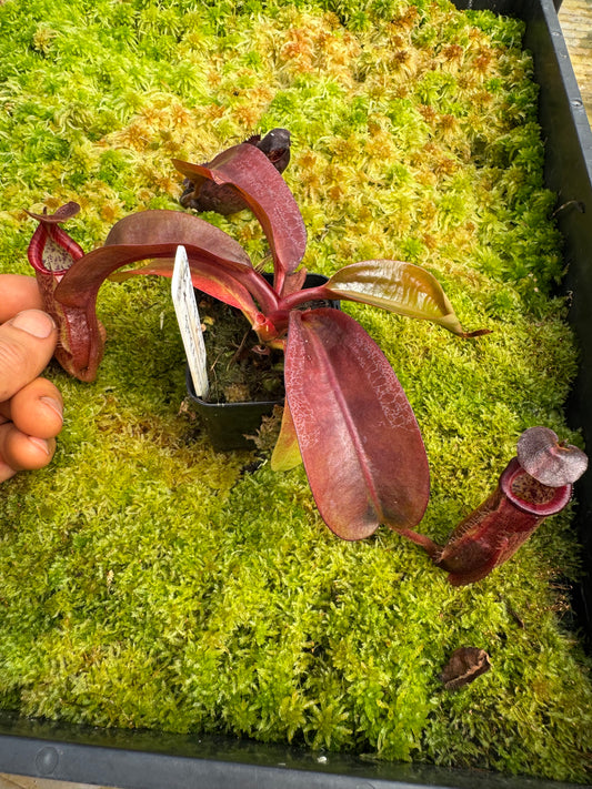 520. N. (veitchii x burbidgeae) x {[(rokko ep x boschiana) x (veitchii x burbidgeae)}65mm pot