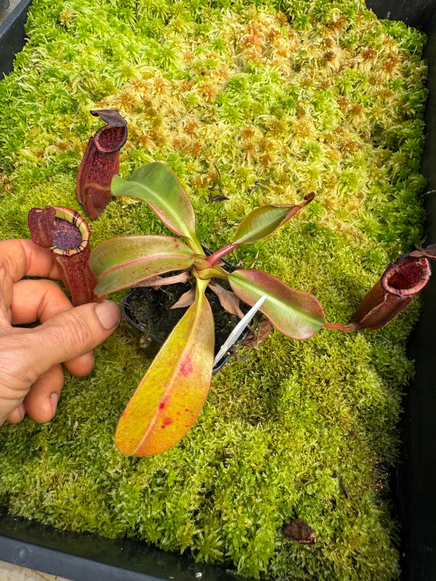521.N. (veitchii x burbidgeae whitey) x [(lowii x boschiana) x veitchii sp] 65mm pot