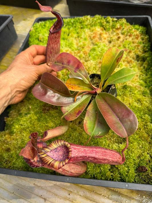522.N.(veitchii x burbidgeae whitey) x (lingulata x truncata) 65mmpot