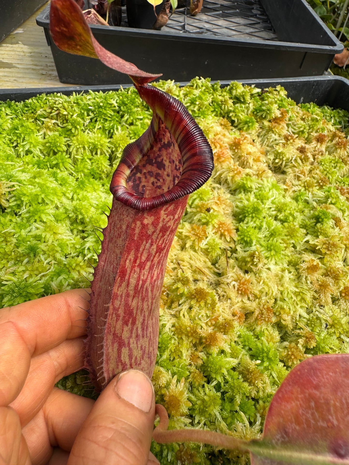 522.N.(veitchii x burbidgeae whitey) x (lingulata x truncata) 65mmpot