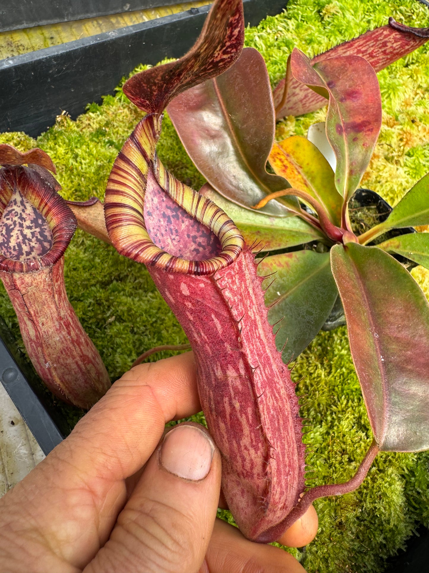 522.N.(veitchii x burbidgeae whitey) x (lingulata x truncata) 65mmpot