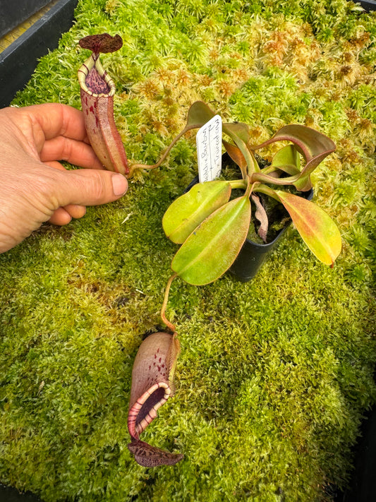 523.N.(veitchii x burbidgeae whitey) x (lingulata x truncata) 65mmpot