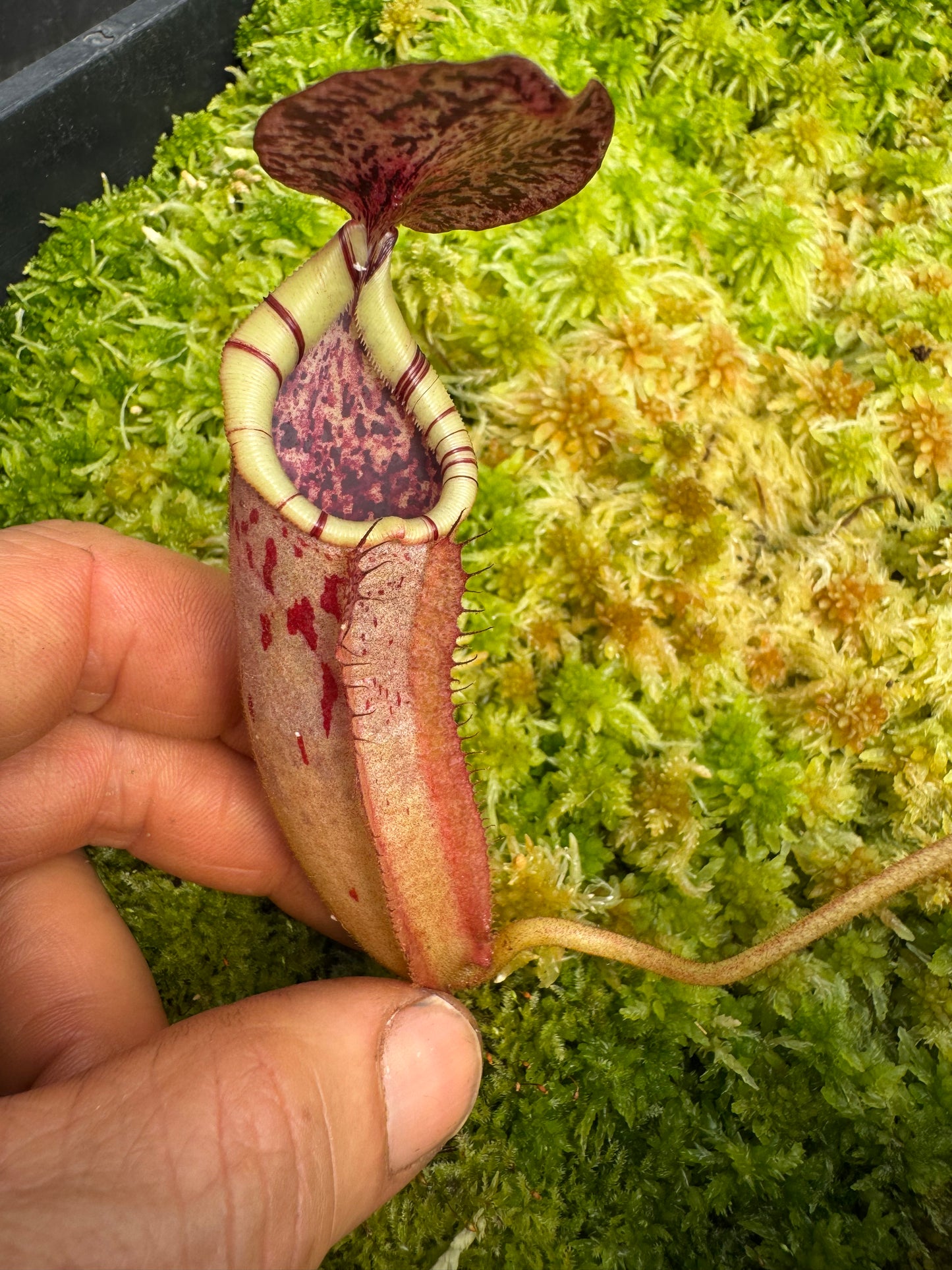 523.N.(veitchii x burbidgeae whitey) x (lingulata x truncata) 65mmpot