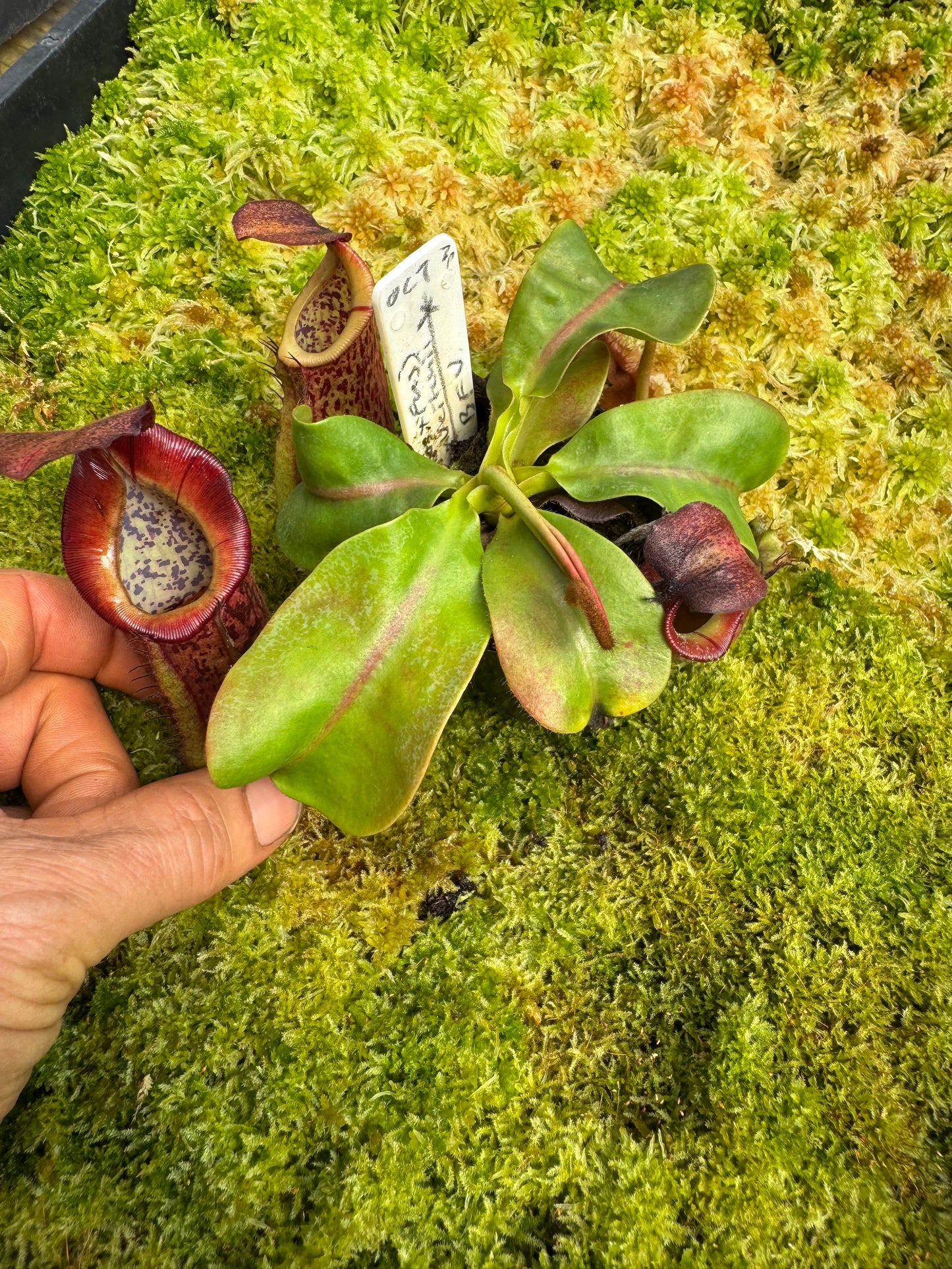 524.N.[(boschiana x fusca)x veitchii] x [(boschiana x fusca) x veitchii] 65mm pot