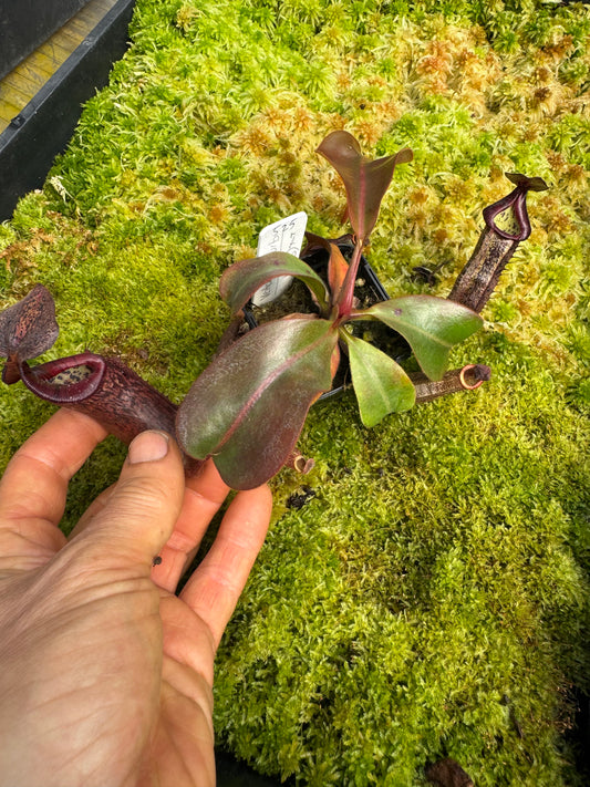 525.N. (veitchii x burbidgeae) x {[(Lowii x veitchii) x boschiana] x (lowii x truncata)} 65mm pot