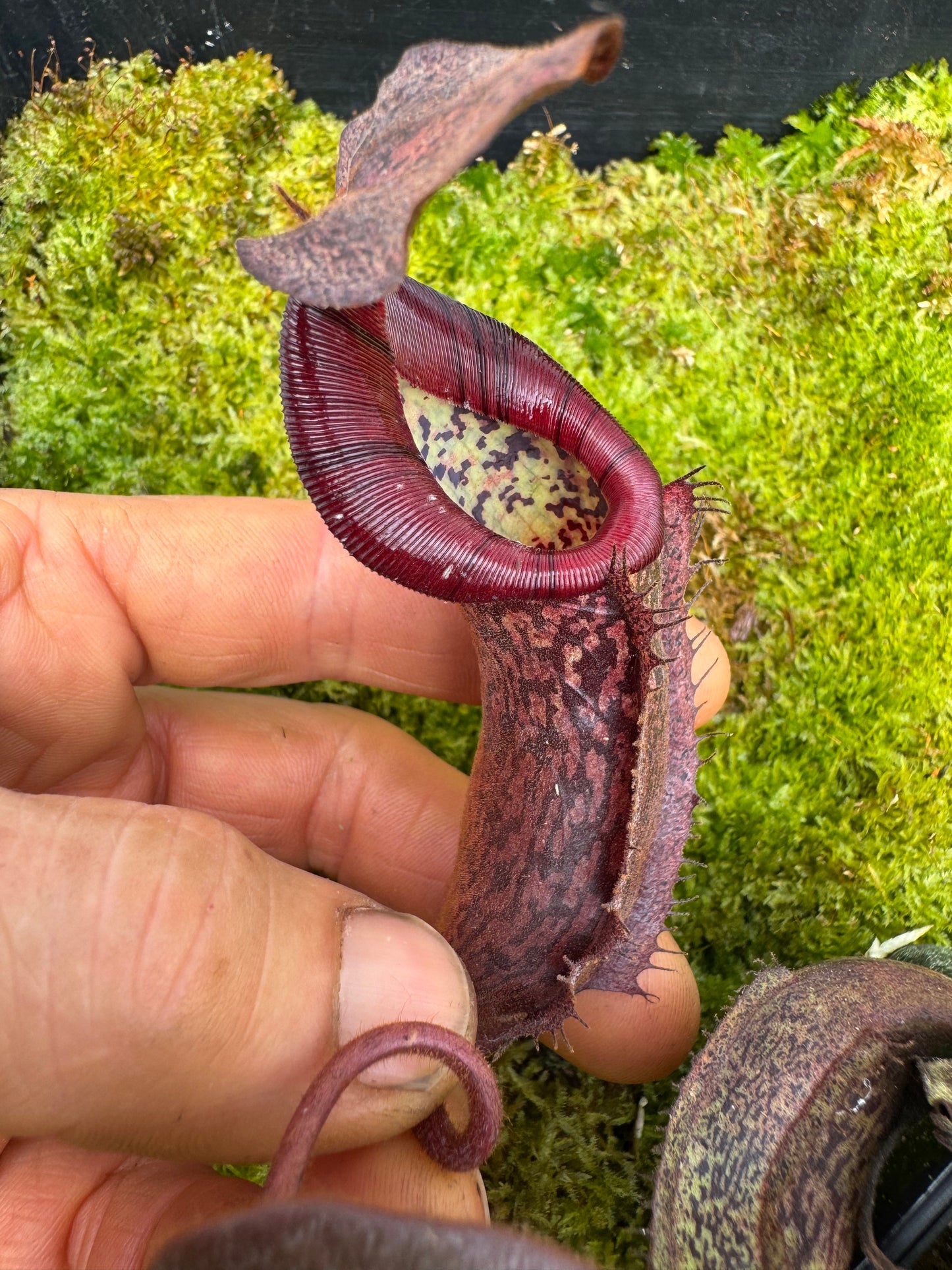 525.N. (veitchii x burbidgeae) x {[(Lowii x veitchii) x boschiana] x (lowii x truncata)} 65mm pot