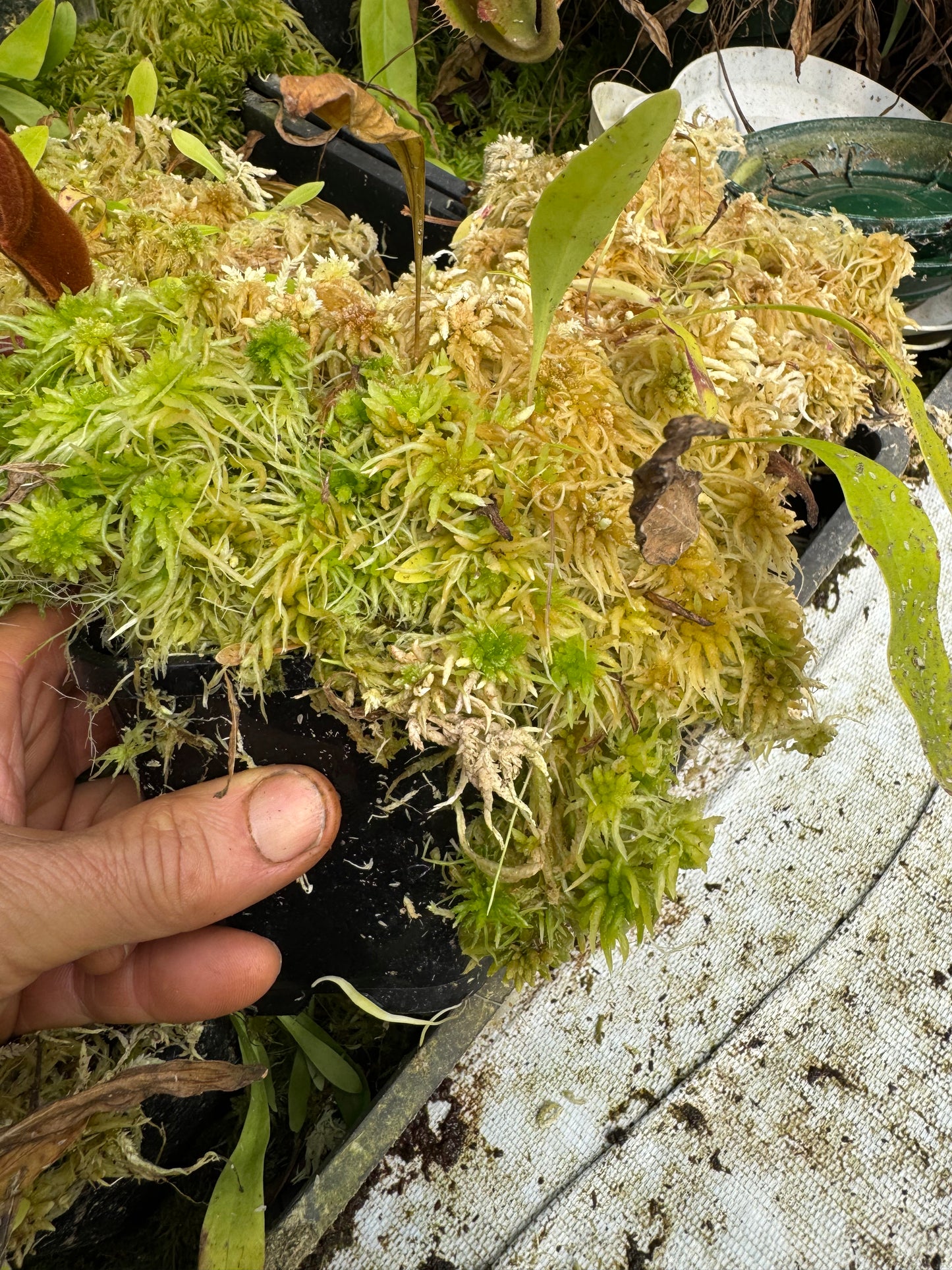 Utricularia longifolia 100mm pot
