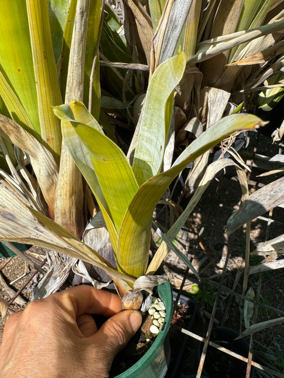 Brochinia reducta unpotted vase carnivorous bromeliad – RedRock Nursery