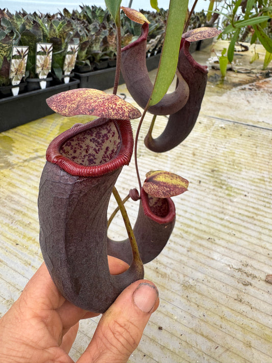 526. Nepenthes (ventricosa x sibuyanensis) x izumeae 140mm pot