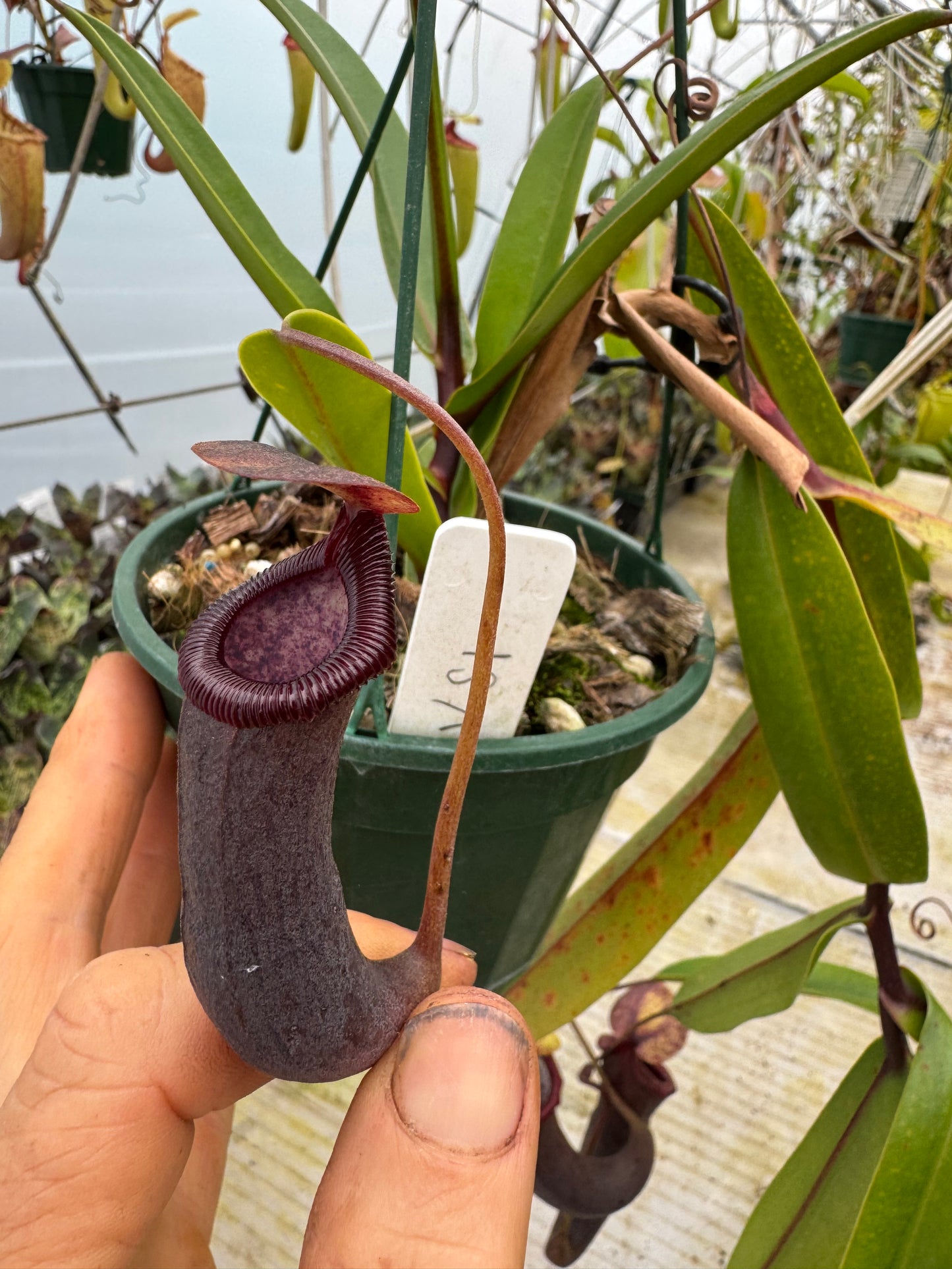 526. Nepenthes (ventricosa x sibuyanensis) x izumeae 140mm pot