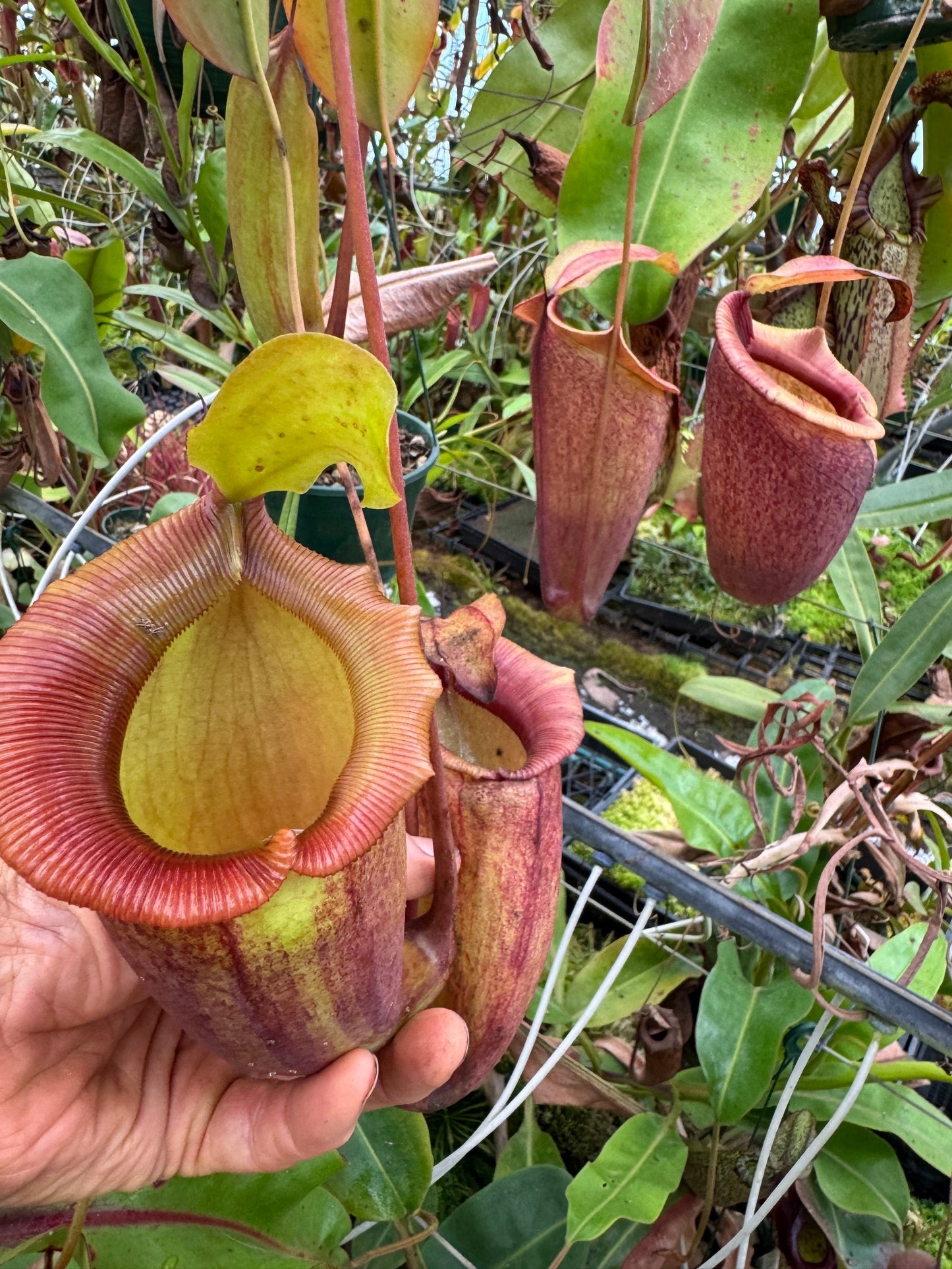 527.Nepenthes (ventricosa x sibuyanensis) x Jaquelineae 140mm pot