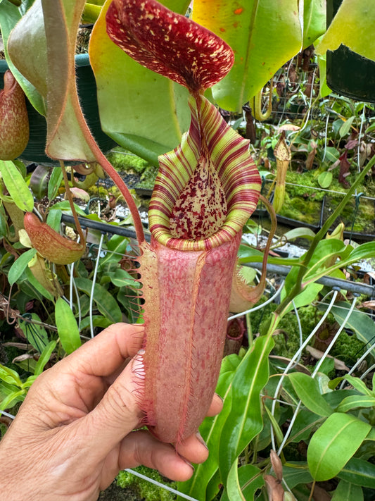 528.N.(Boschiana x veitchii) x tiveyi 1430mm pot