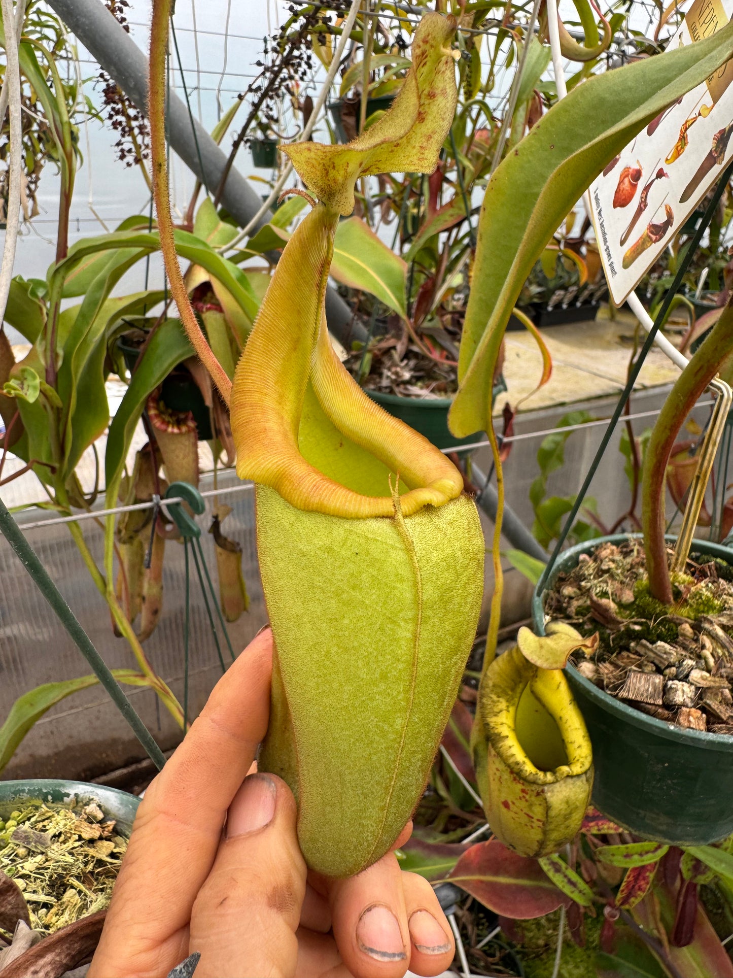 529.N.eymae x veitchii 140mm pot