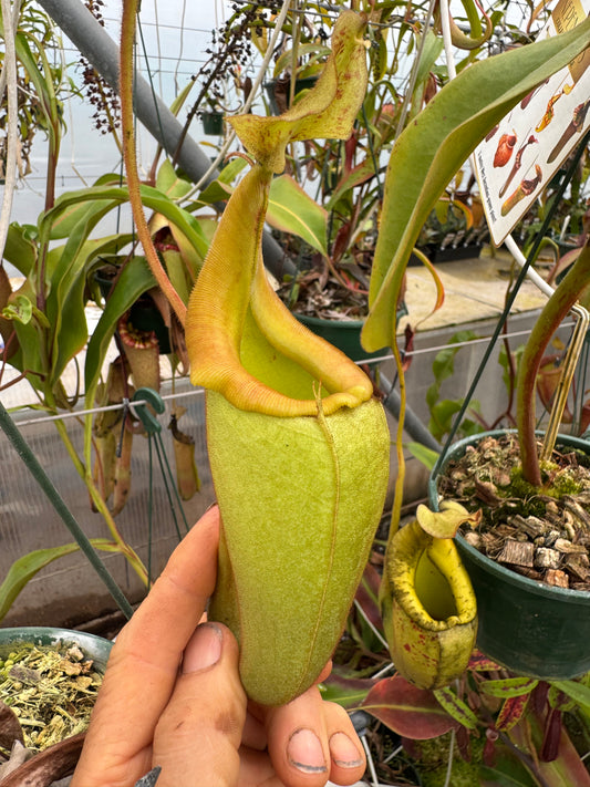 529.N.eymae x veitchii 140mm pot