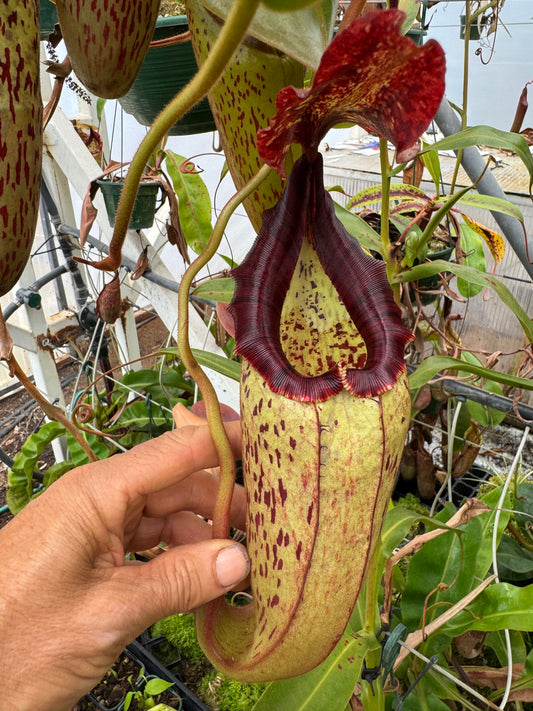 530.N.(EYMAE X VEITCHII) X {[(LOWII X VEITCHII) X TIVEYI]X PLATYCHILA } 140mm pot