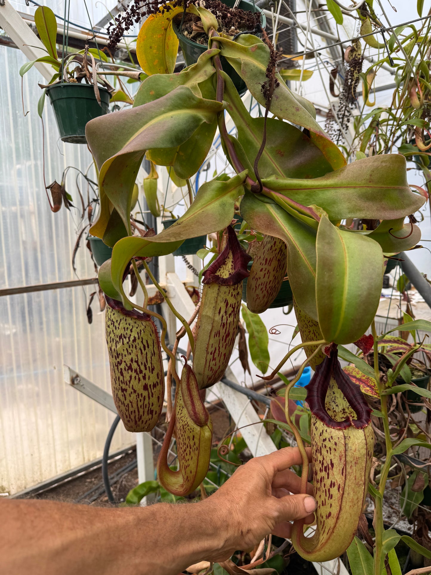 530.N.(EYMAE X VEITCHII) X {[(LOWII X VEITCHII) X TIVEYI]X PLATYCHILA } 140mm pot