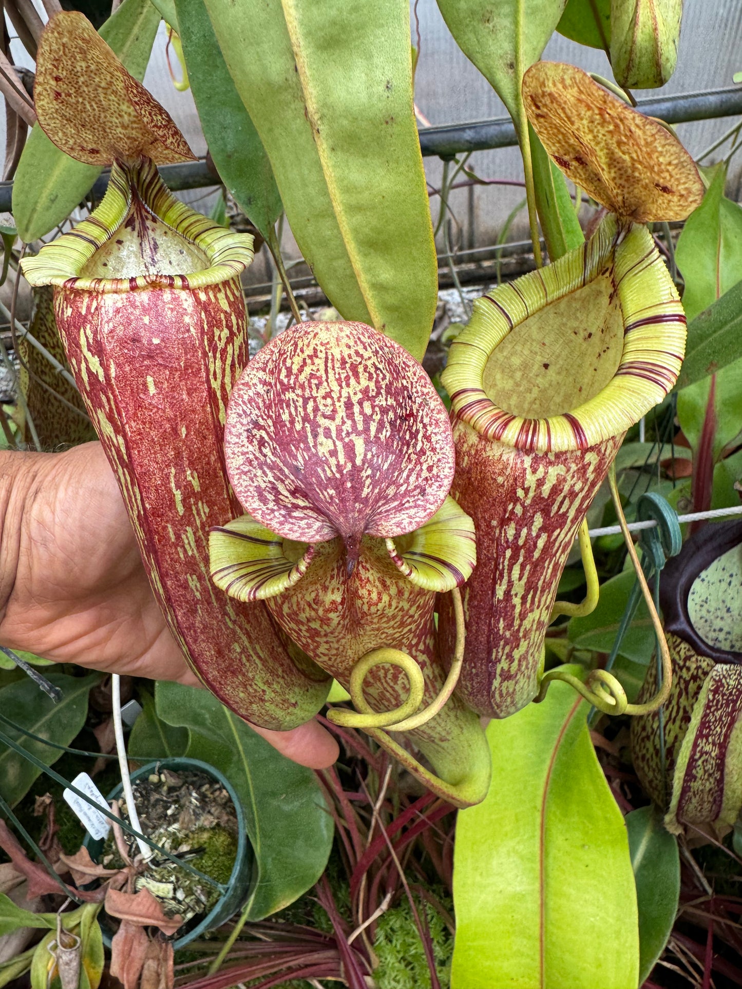 531.(ventricosa x sibuyanensis) x (maxima x spectabilis) 140mm pot