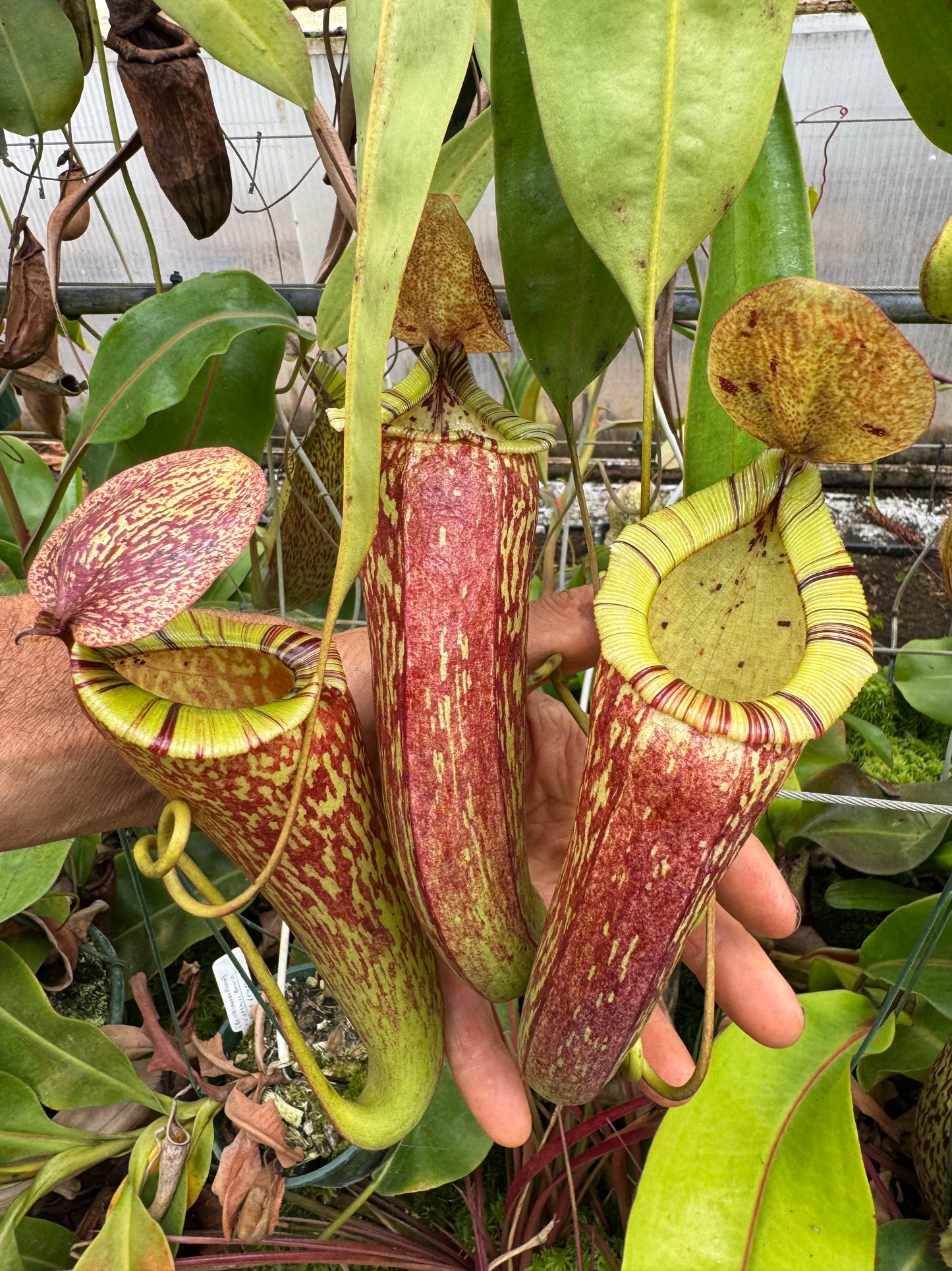 531.(ventricosa x sibuyanensis) x (maxima x spectabilis) 140mm pot