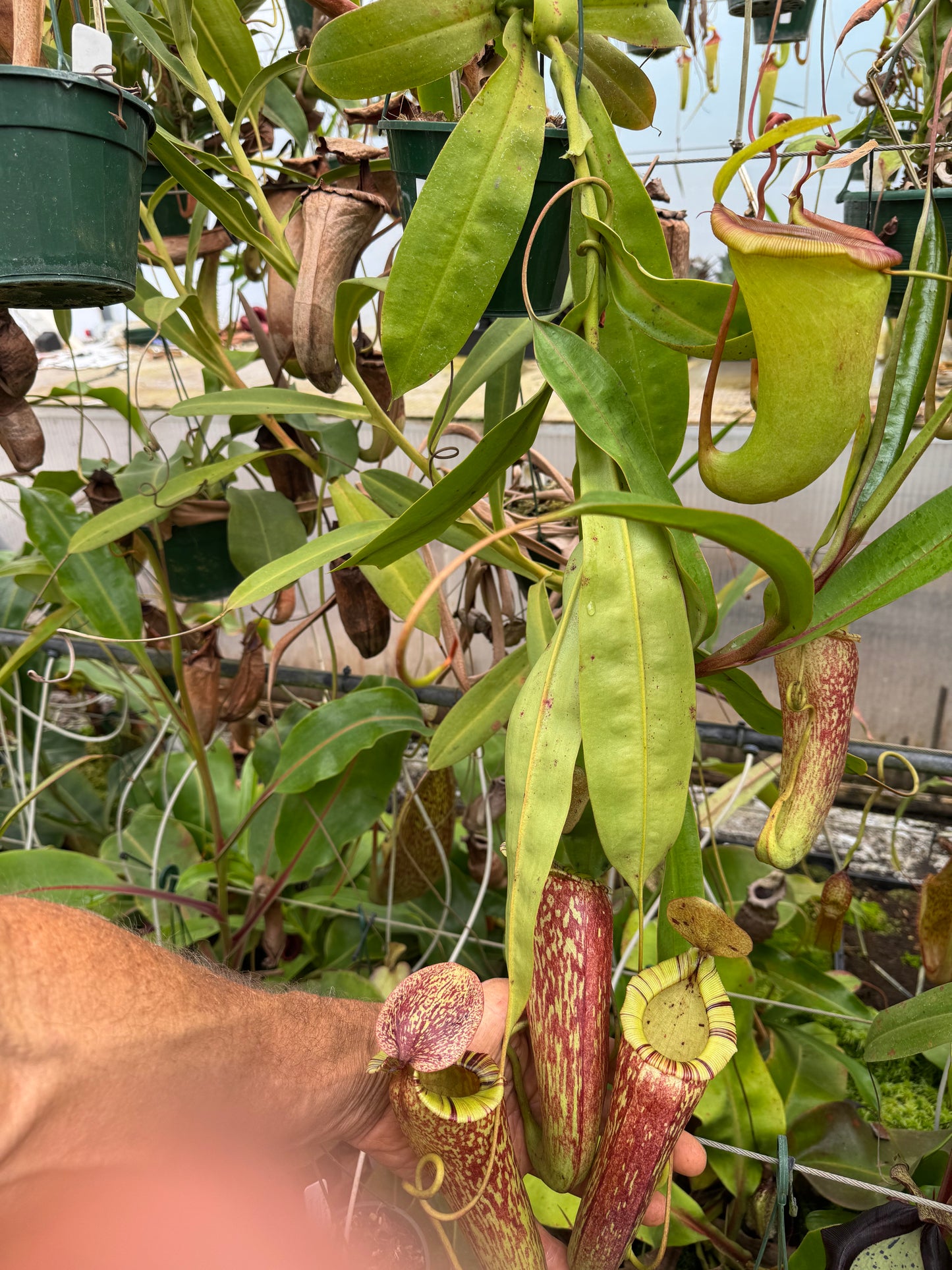 531.(ventricosa x sibuyanensis) x (maxima x spectabilis) 140mm pot