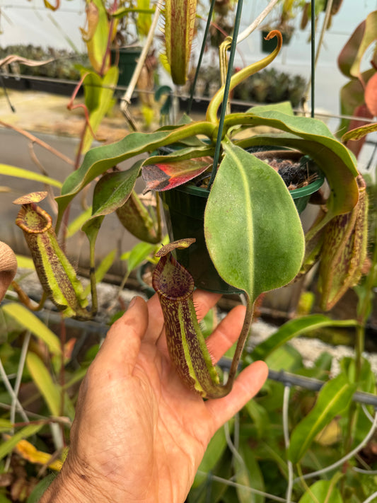 532.N.{[(LOWII X VEITCHII) X TIVEYI] X PLATYCHILA} X {[(lowii x veitchii) x tiveyi] x platychila} 140mm pot