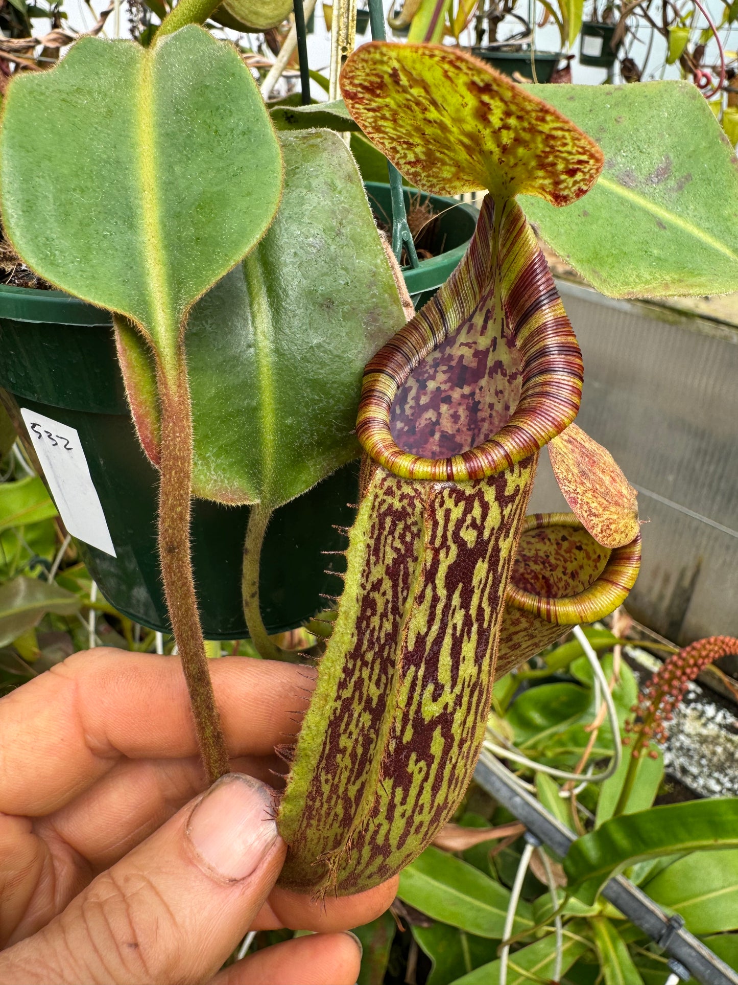 532.N.{[(LOWII X VEITCHII) X TIVEYI] X PLATYCHILA} X {[(lowii x veitchii) x tiveyi] x platychila} 140mm pot