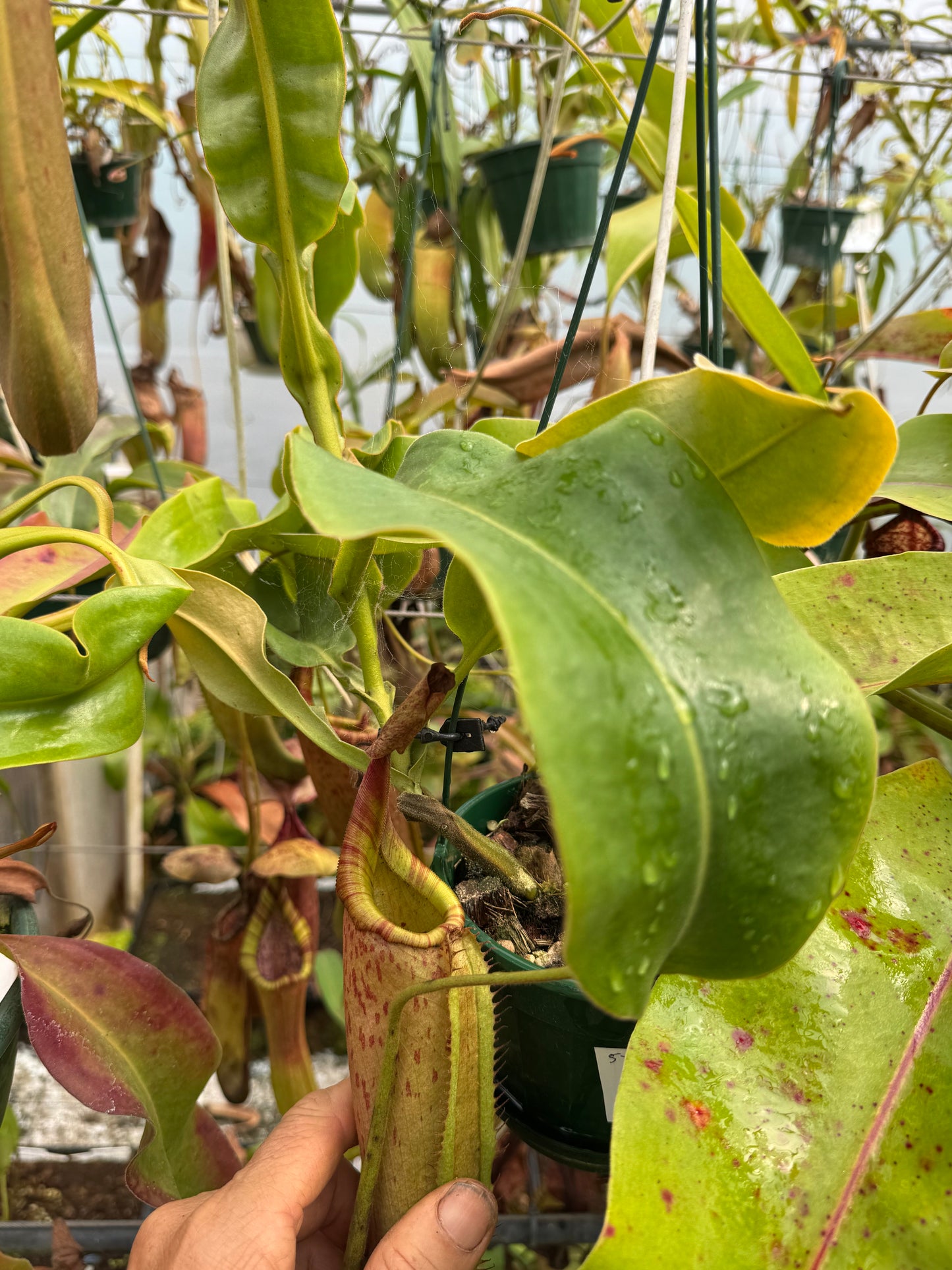 533.N. Tiveyi 140mm pot