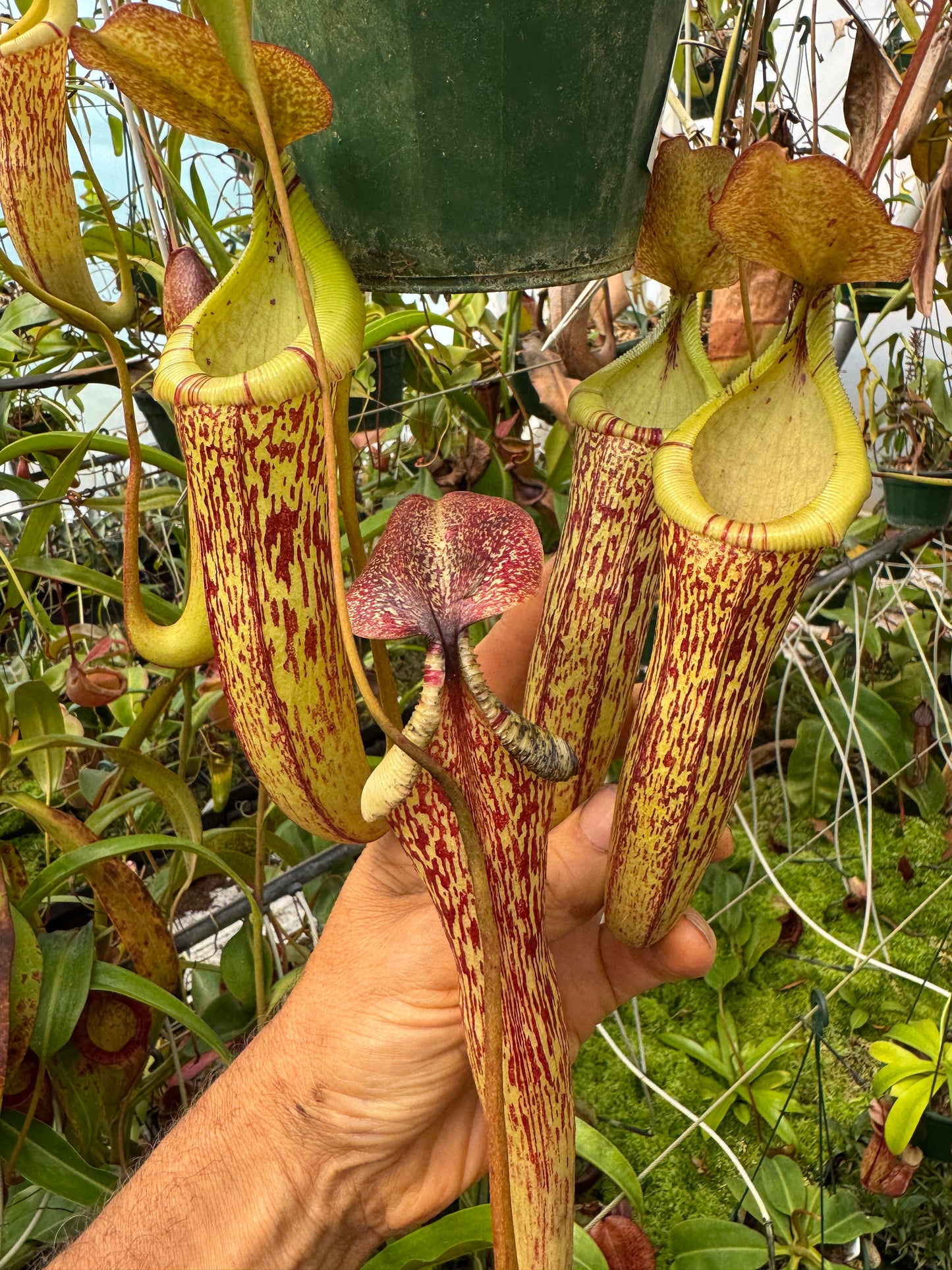 534.N. (ventricosa x sibuyanensis) x (maxima x spectabilis) 140mm pot