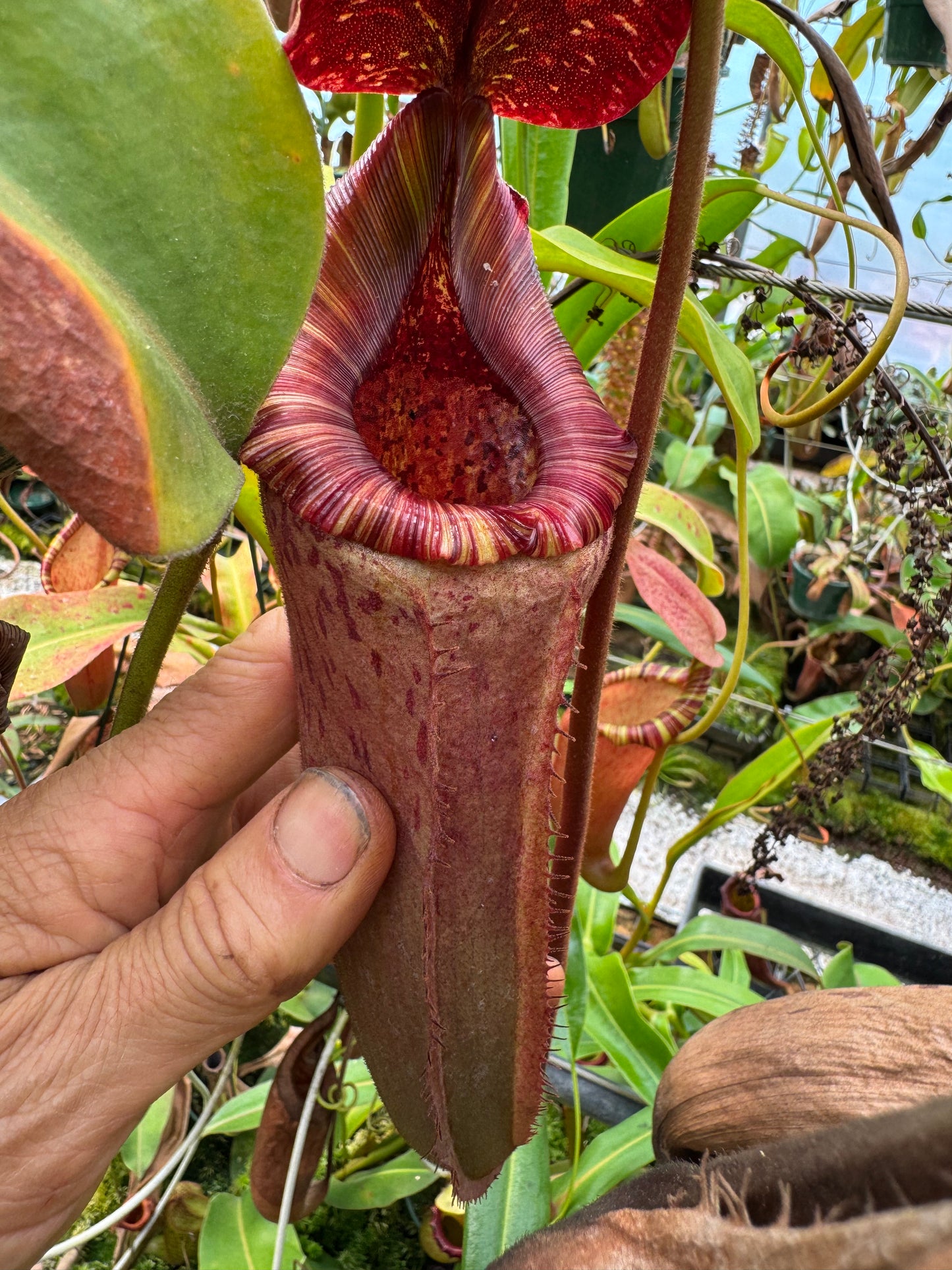 535.N.(BOSCHIANA X VEITCHII) X {(rokko exotica x boschiana) x {[rokkox ( fusca x spectabilis)] x xtrusmadiensis}x platychila