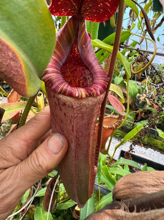 535.N.(BOSCHIANA X VEITCHII) X {(rokko exotica x boschiana) x {[rokkox ( fusca x spectabilis)] x xtrusmadiensis}x platychila