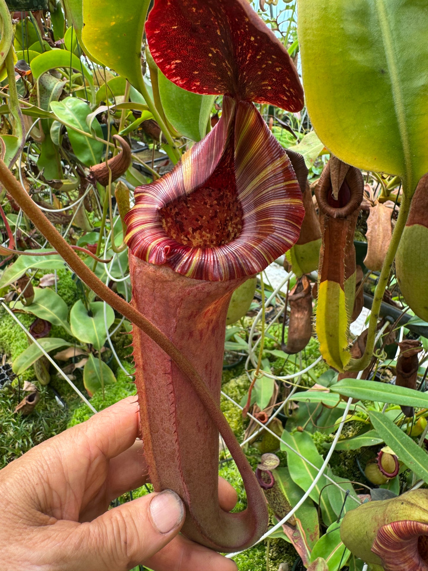 535.N.(BOSCHIANA X VEITCHII) X {(rokko exotica x boschiana) x {[rokkox ( fusca x spectabilis)] x xtrusmadiensis}x platychila