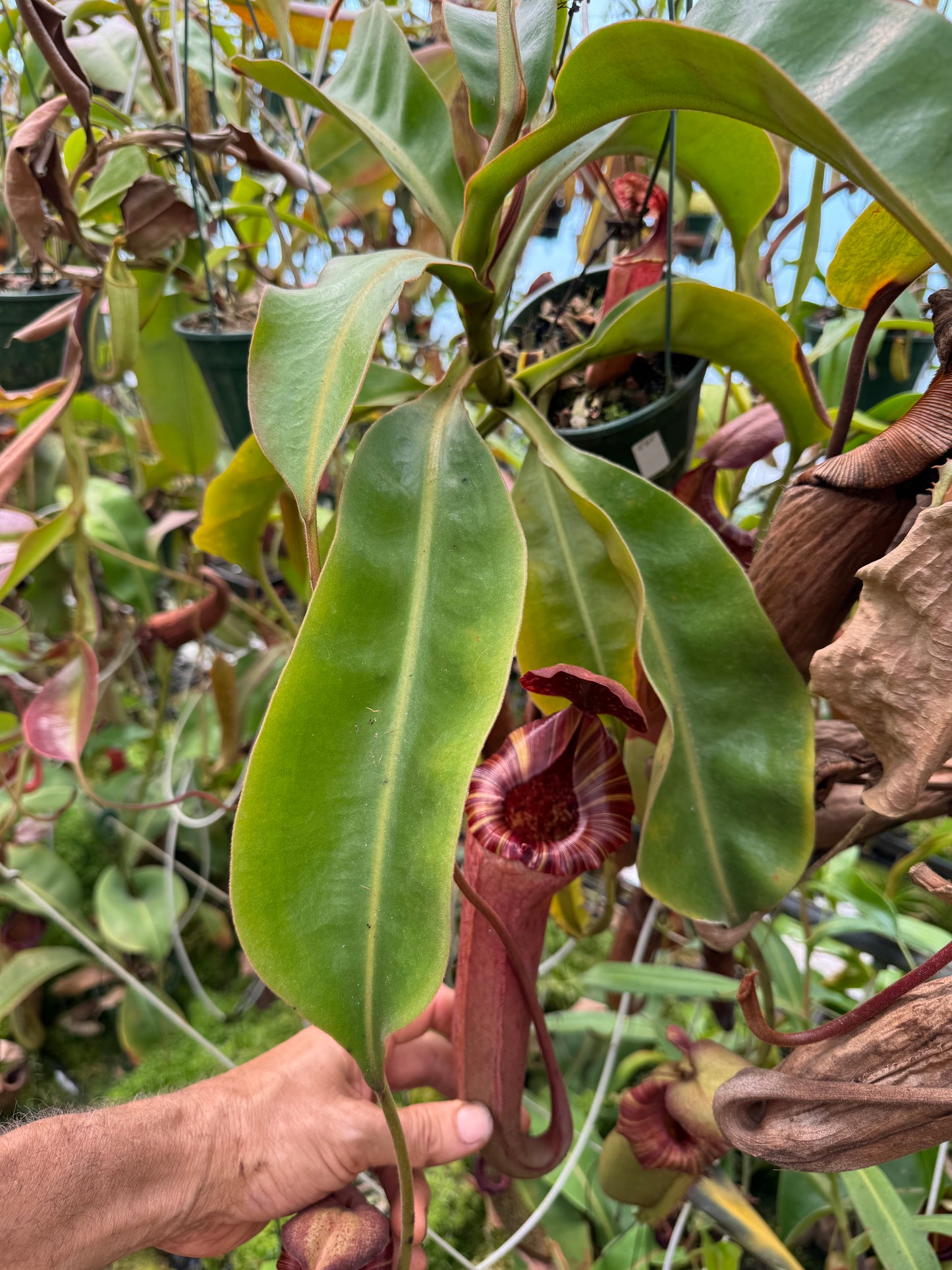 535.N.(BOSCHIANA X VEITCHII) X {(rokko exotica x boschiana) x {[rokkox ( fusca x spectabilis)] x xtrusmadiensis}x platychila
