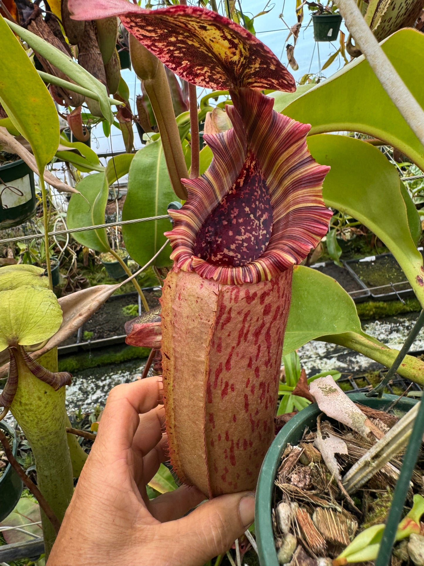 536.N. (Boschiana x veitchii) x {[(lowii x veitchii) x boschiana] x (lowii x truncata)} 140mm pot