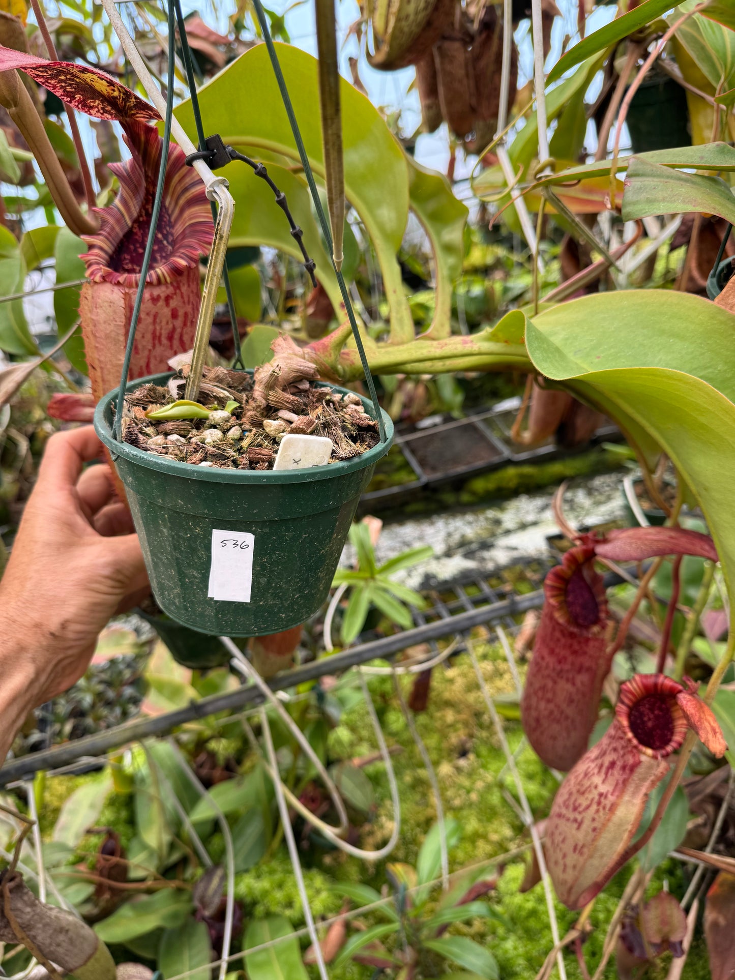 536.N. (Boschiana x veitchii) x {[(lowii x veitchii) x boschiana] x (lowii x truncata)} 140mm pot