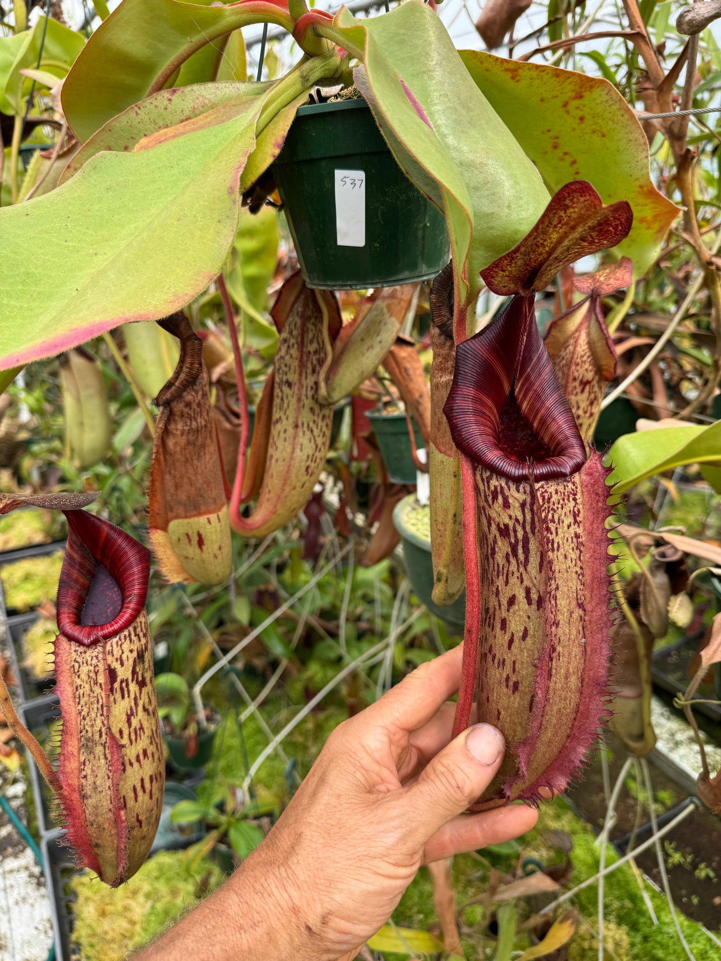 537.N. (boschiana x veitchii) x (boschiana x veitchii pink 140mm pot