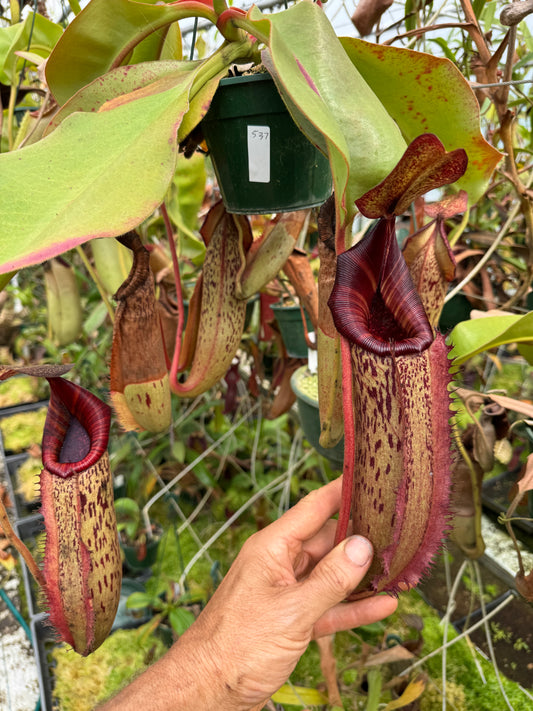 537.N. (boschiana x veitchii) x (boschiana x veitchii pink 140mm pot