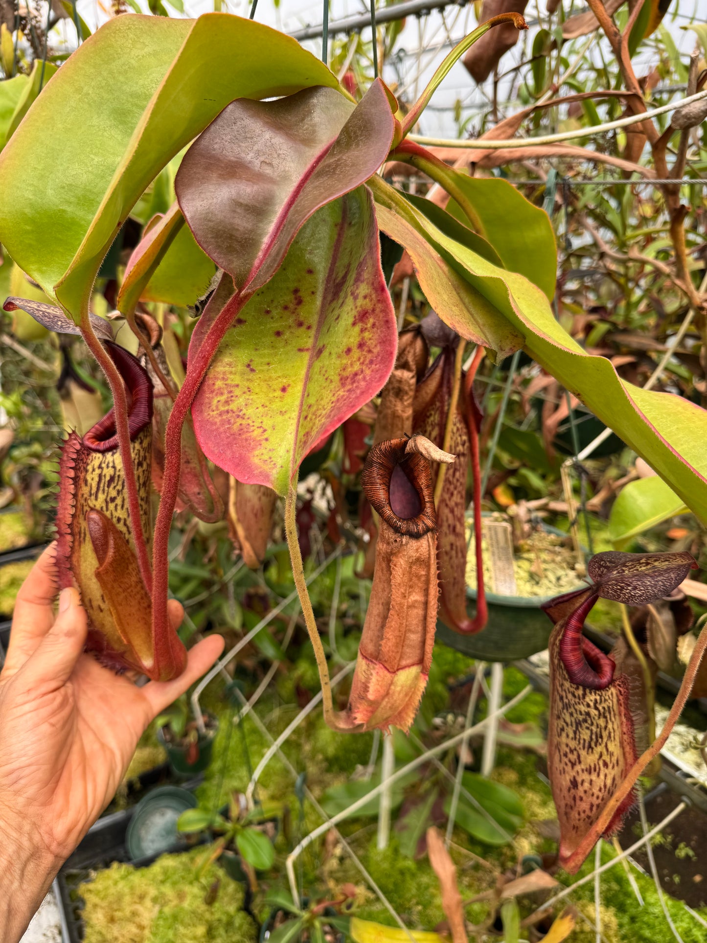 537.N. (boschiana x veitchii) x (boschiana x veitchii pink 140mm pot