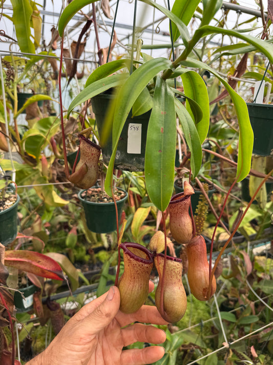 538.N. ventricosa x sibuyanensis 140mm pot