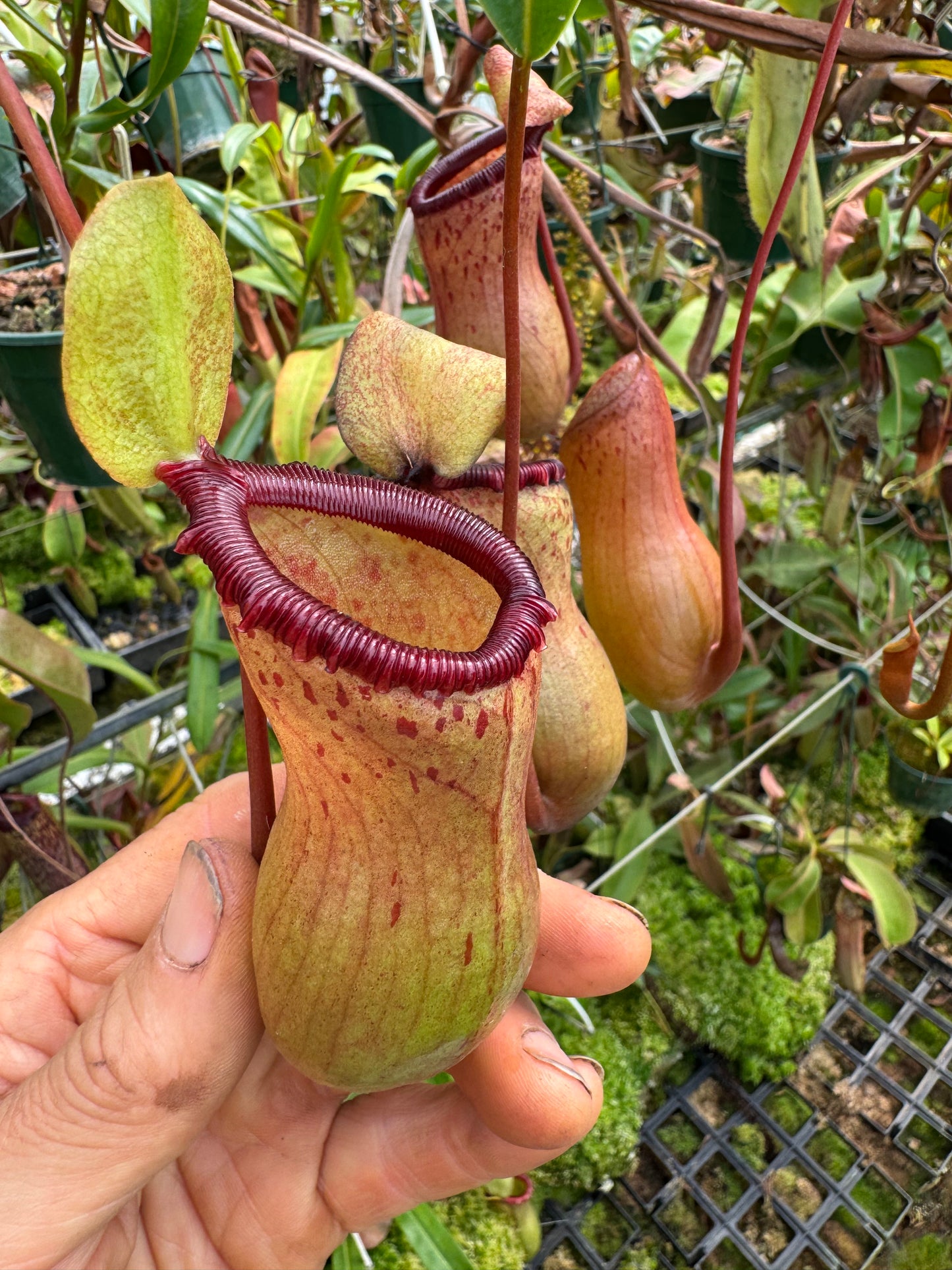 538.N. ventricosa x sibuyanensis 140mm pot